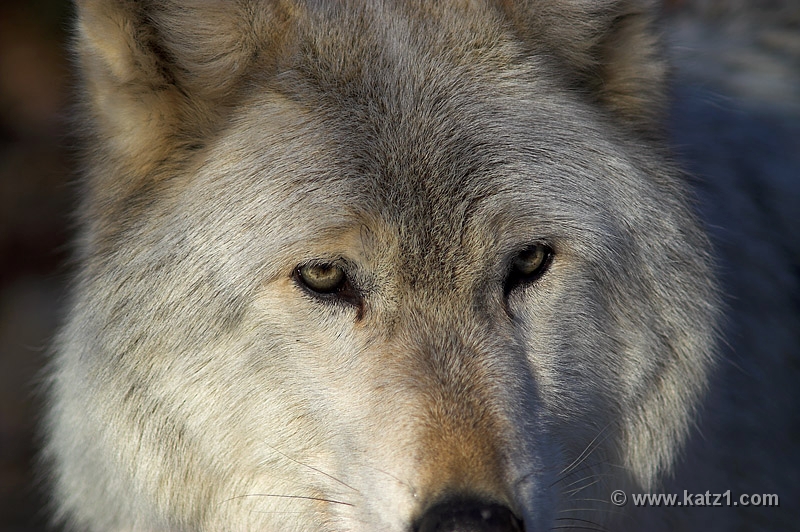 Arctic Wolf 052